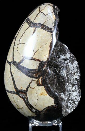 Septarian Dragon Egg Geode - Black Crystals #57436